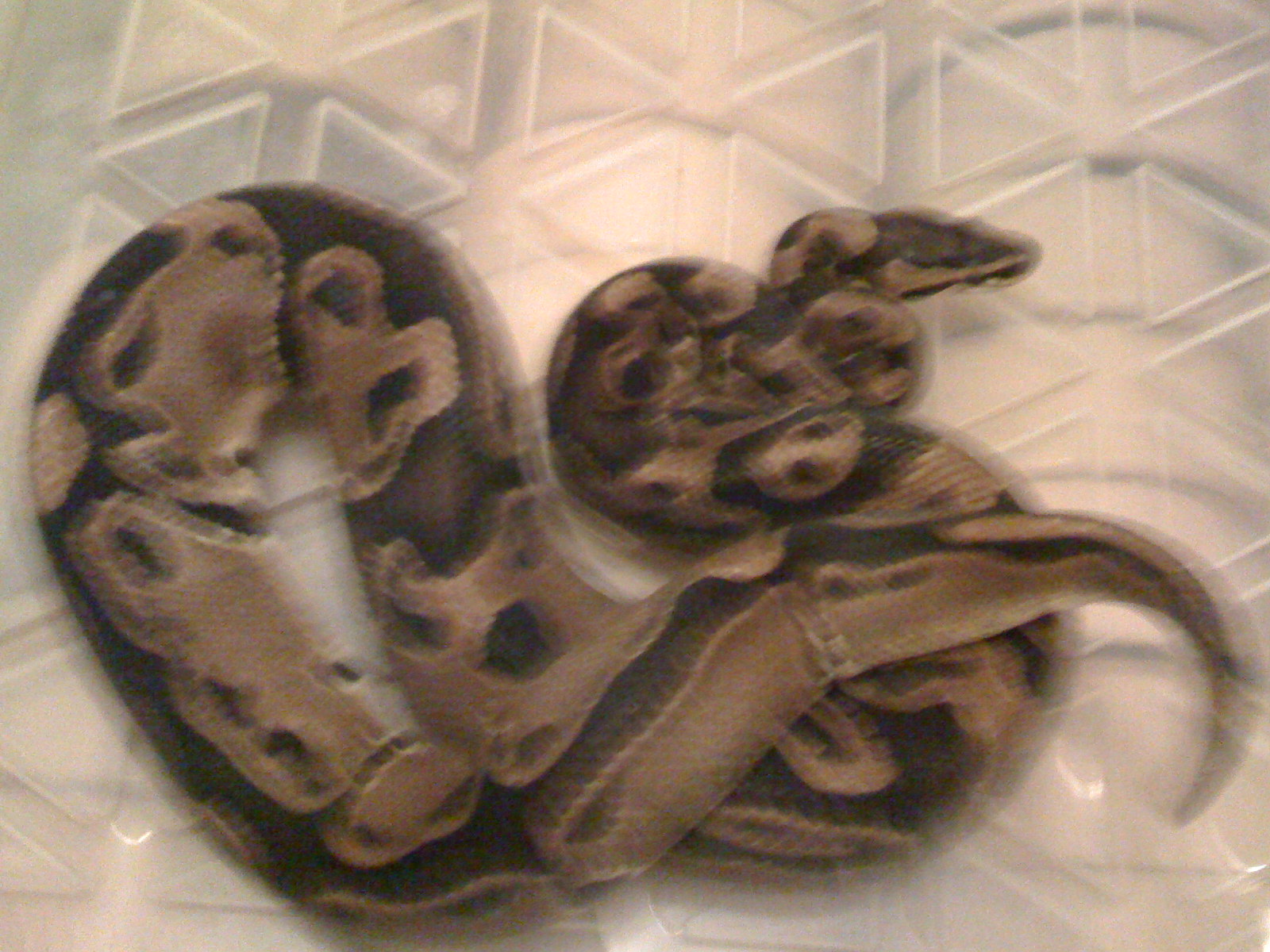 Dinkers