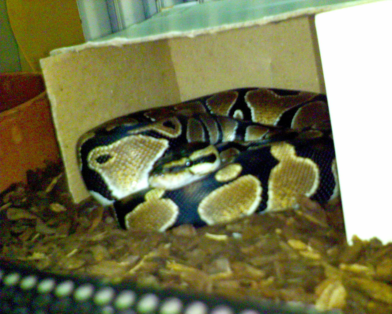 My Gaahl , a male Royal Ball Python