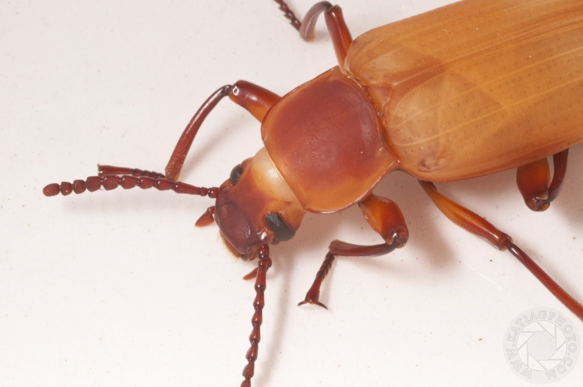 Zoophobas Morio Beetle