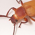 Zoophobas Morio Beetle