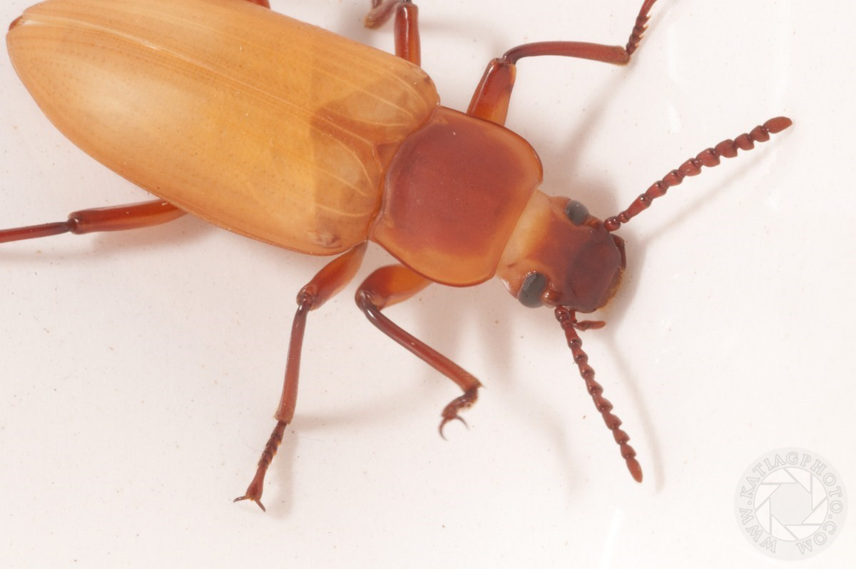 Zoophobas Morio Beetle