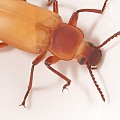 Zoophobas Morio Beetle
