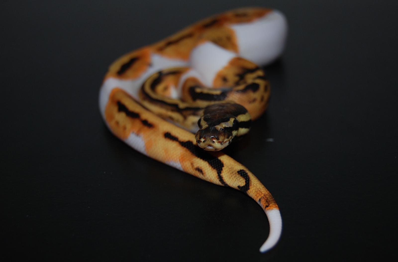 Does anyone have photos of piebald mutation in game